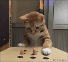Email Gif